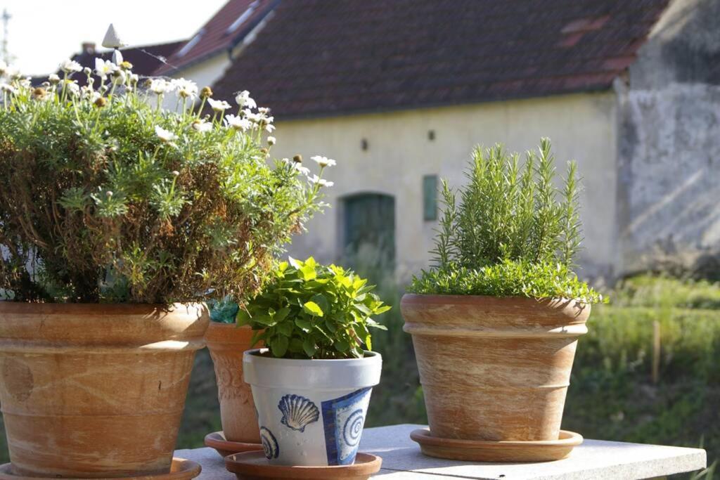 Ferienwohnung Sachsenberg Keine Monteure Hadersdorf am Kamp Экстерьер фото